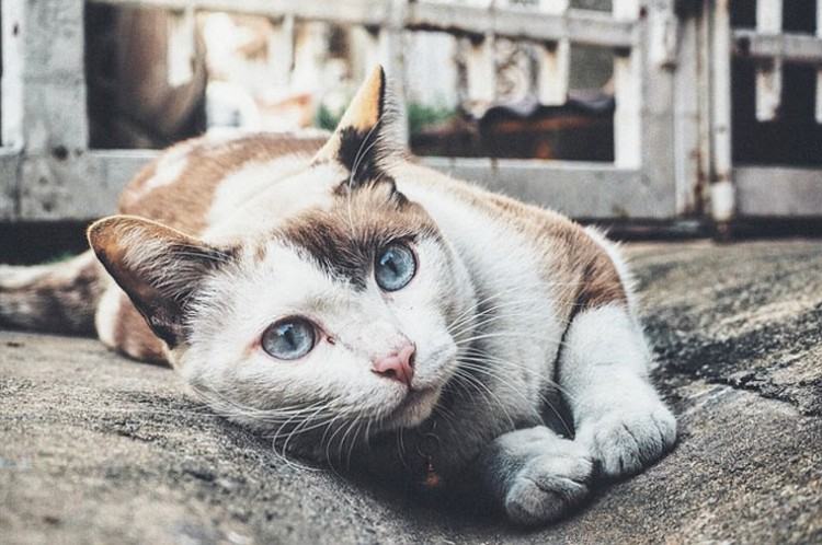 As the temperature in Buffalo, NY is hanging in the single digits, many  people forget about our feline friends that live outdoors